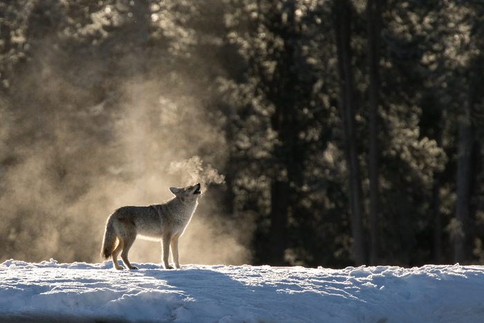 Yellowstone National Park